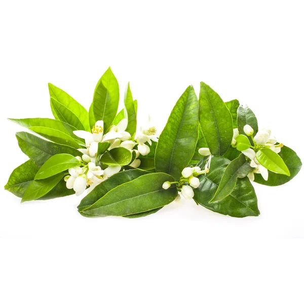 Fleurs Jasmin Avec Des Feuilles Vertes Isolées Sur Fond Blanc — Photo