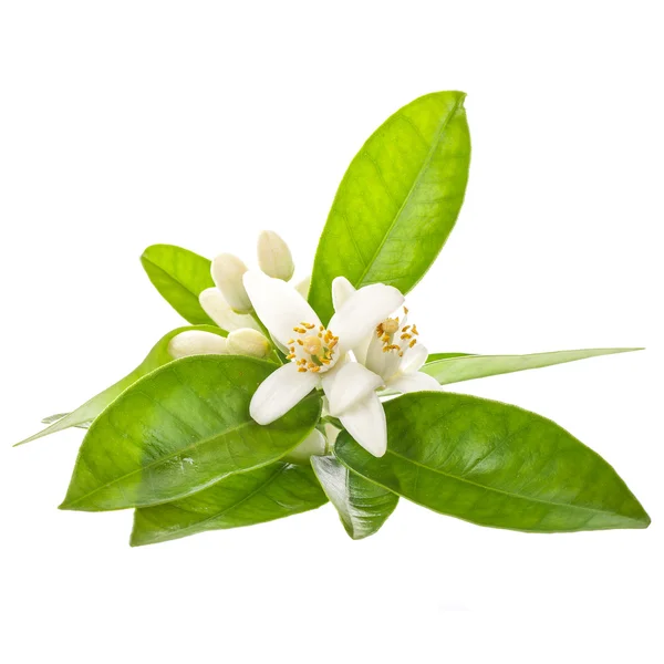 Flores Jazmín Con Hojas Verdes Aisladas Sobre Fondo Blanco —  Fotos de Stock