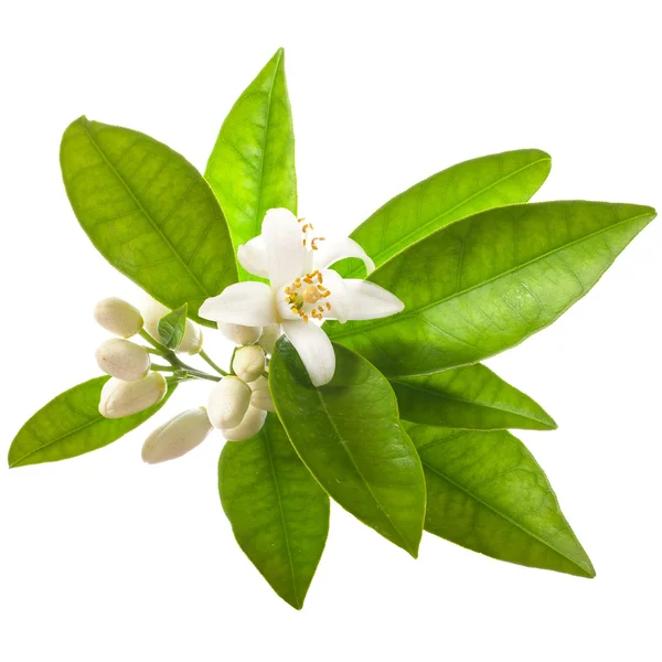 Fleurs Jasmin Avec Des Feuilles Vertes Isolées Sur Fond Blanc — Photo