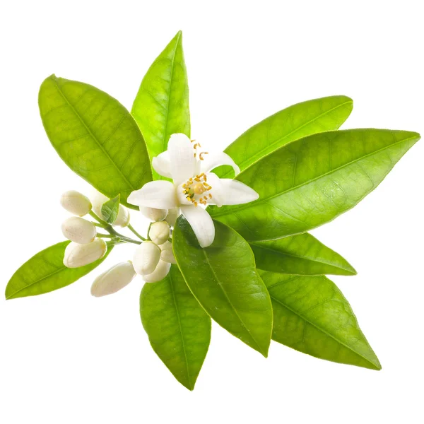 Jasmijn Bloemen Met Groene Bladeren Geïsoleerd Witte Achtergrond — Stockfoto