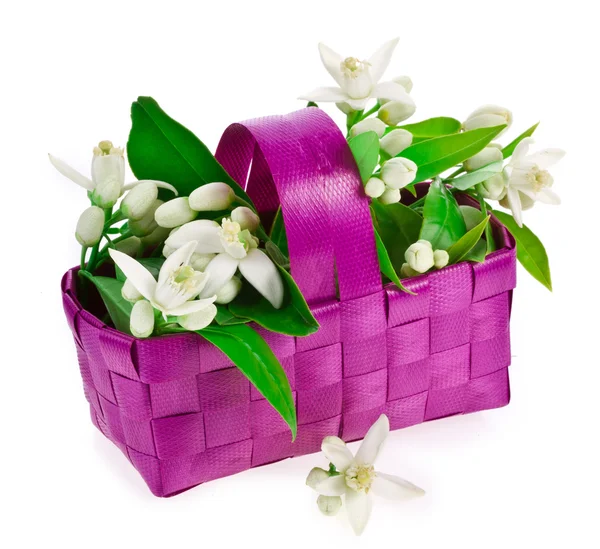 Bílé Modřiny Kvetoucí Květiny Fialovém Koši Izolované Bílém Pozadí — Stock fotografie