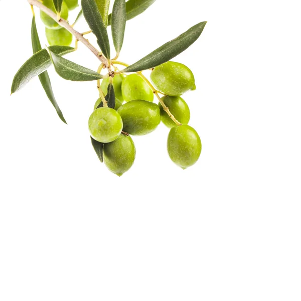 Branch Leaves Olives Isolated White Background — Stock Photo, Image