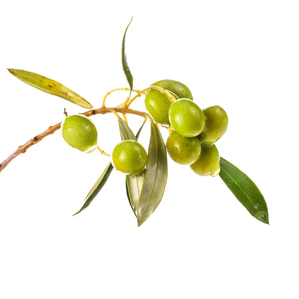 Branch Leaves Olives Isolated White Background — Stock Photo, Image