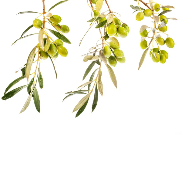 Ramas Con Hojas Aceitunas Aisladas Sobre Fondo Blanco —  Fotos de Stock