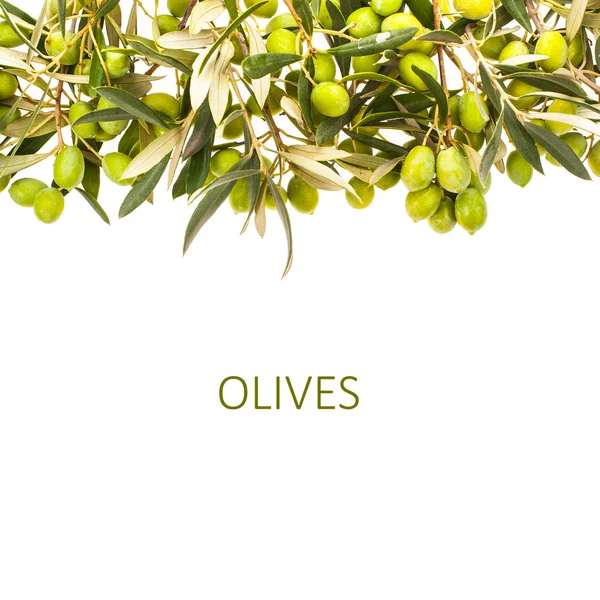 Olivenzweige Mit Olivenbuchstaben Isoliert Auf Weißem Hintergrund — Stockfoto