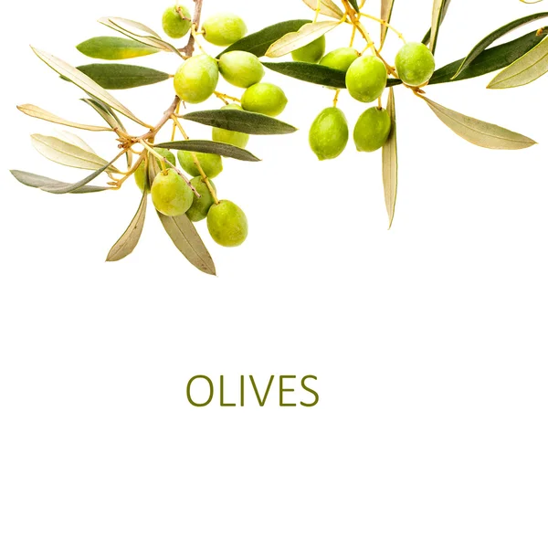 橄榄枝与橄榄字隔离在白色背景 — 图库照片
