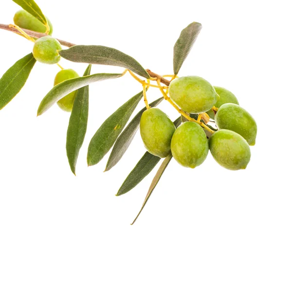 Branch Leaves Olives Isolated White Background — Stock Photo, Image