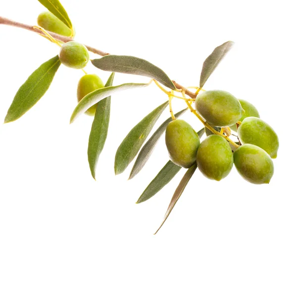 Rama Con Hojas Aceitunas Aisladas Sobre Fondo Blanco —  Fotos de Stock