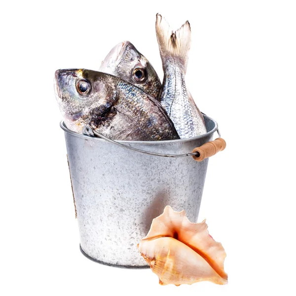 白い背景に貝殻を持つ金属バケツで新鮮な生の魚をキャッチ — ストック写真