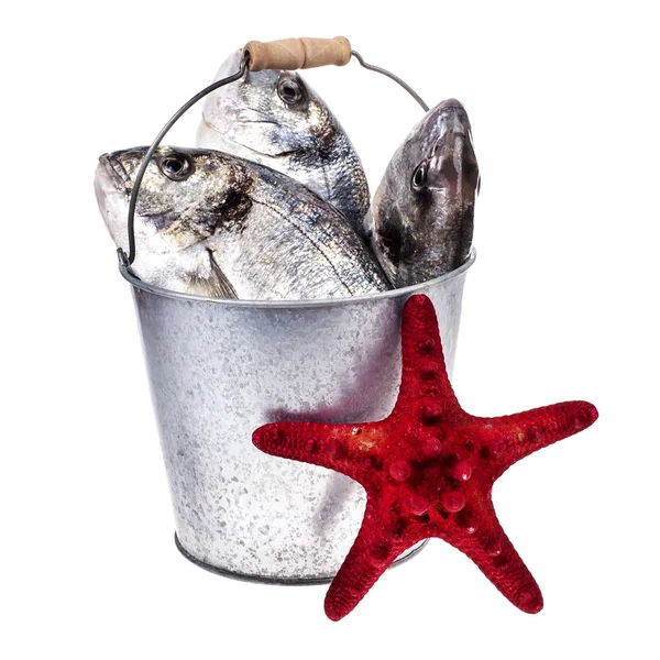 Peixe Cru Fresco Capturado Balde Metal Com Estrela Mar Fundo — Fotografia de Stock