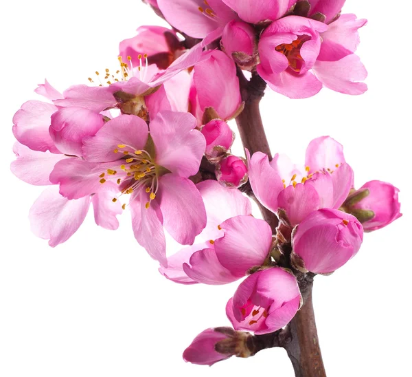 Ветка Дерева Цветущими Розовыми Цветами Белом Фоне — стоковое фото