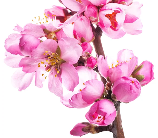Zweig Mit Blühenden Rosa Blüten Auf Weißem Hintergrund — Stockfoto