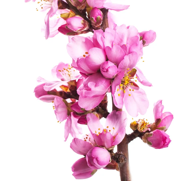 在白色背景上盛开的粉红色花的树枝 — 图库照片