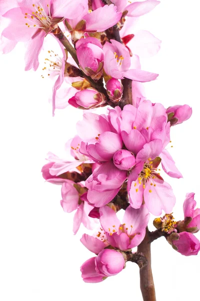 Tree Branch Blooming Pink Flowers White Background — Stock Photo, Image