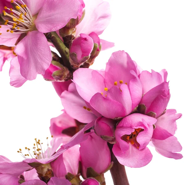 Zweig Mit Blühenden Rosa Blüten Auf Weißem Hintergrund — Stockfoto