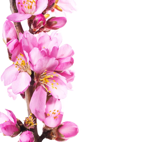 Větev Stromové Struktury Kvetoucí Růžovými Květy Bílém Pozadí — Stock fotografie