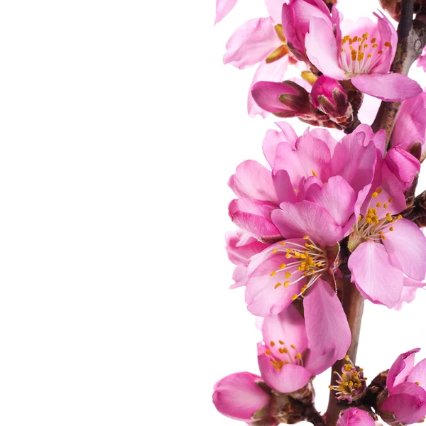 Beyaz Arka Plan Üzerinde Çiçek Açan Pembe Çiçekler Ile Ağaç — Stok fotoğraf