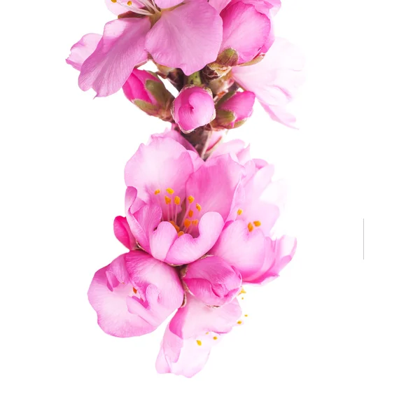 Větev Stromové Struktury Kvetoucí Růžovými Květy Bílém Pozadí — Stock fotografie