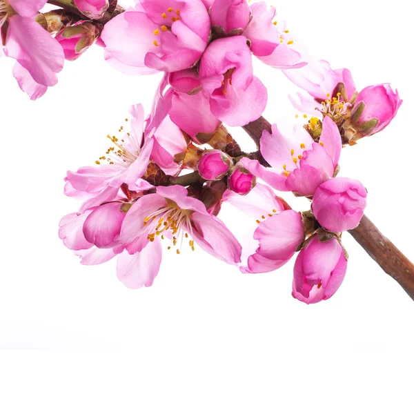 Boomtak Met Bloeiende Roze Bloemen Witte Achtergrond — Stockfoto