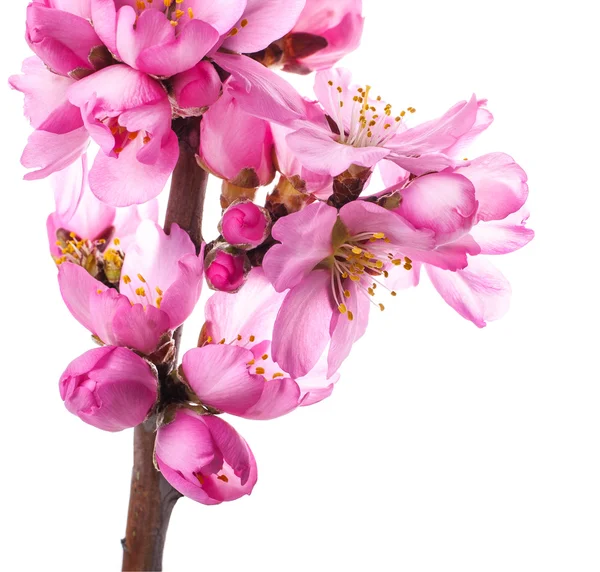 Ramo Albero Con Fiori Rosa Fioriti Sfondo Bianco — Foto Stock