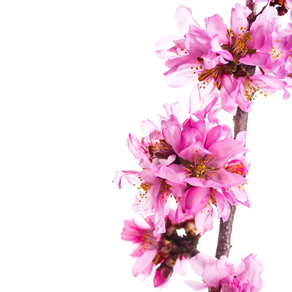 Ветка Дерева Цветущими Розовыми Цветами Белом Фоне — стоковое фото