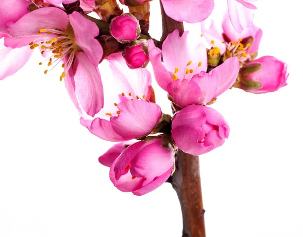 白い背景にピンクの花を咲かせる木の枝 — ストック写真