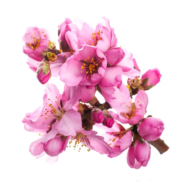 Ramo Albero Con Fiori Rosa Fioriti Sfondo Bianco — Foto Stock