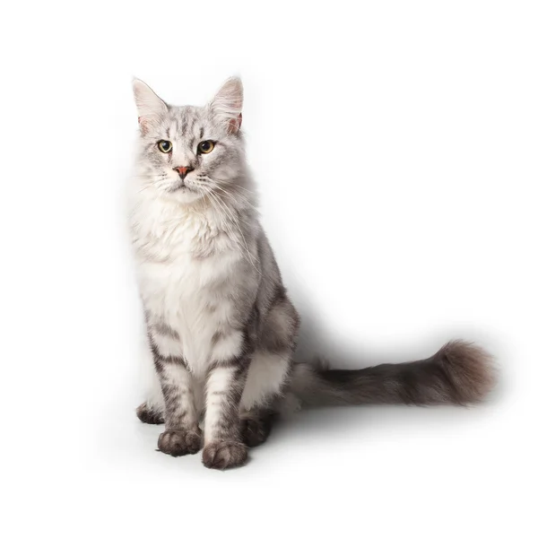 スタジオに座っている灰色のメインクーン猫 — ストック写真