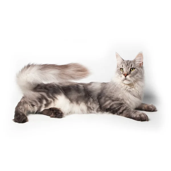 Gray Maine Coon Katt Liggande Studio — Stockfoto