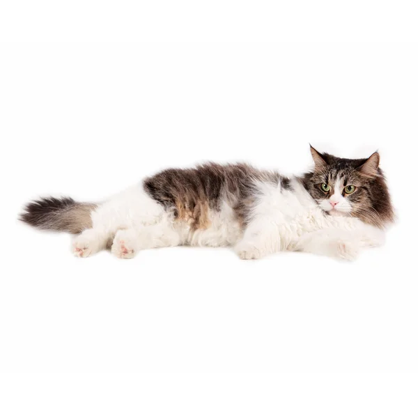 Cute Furry Cat Lying Studio — Stock Photo, Image