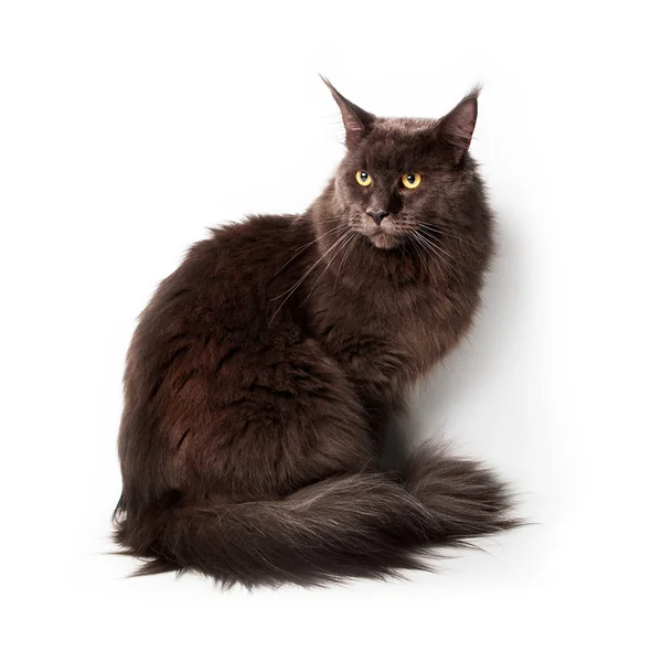 Negro Maine Coon Gato Sentado Estudio — Foto de Stock