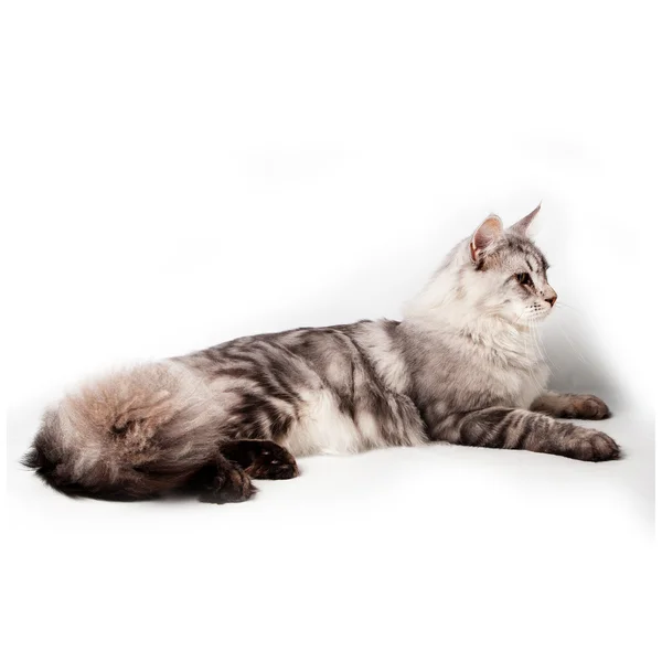 Серая Мейн Кун Кошка Лежит Студии — стоковое фото