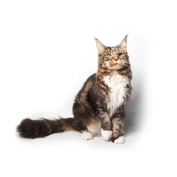 Striped Maine Coon Cat Sitting Studio — Stock Photo, Image