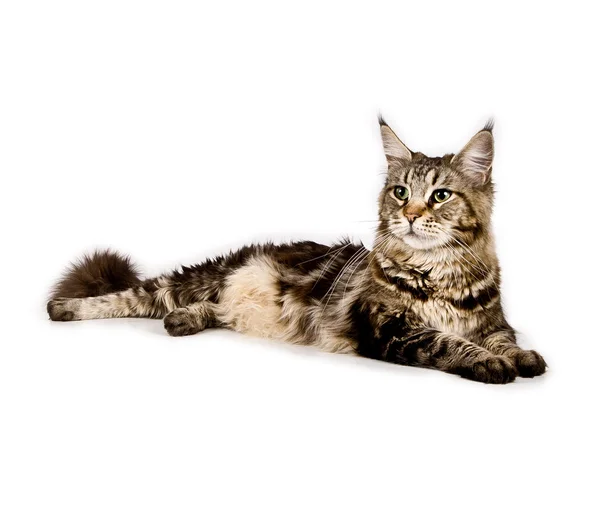 Gestreifte Maine Coon Katze Liegt Studio — Stockfoto