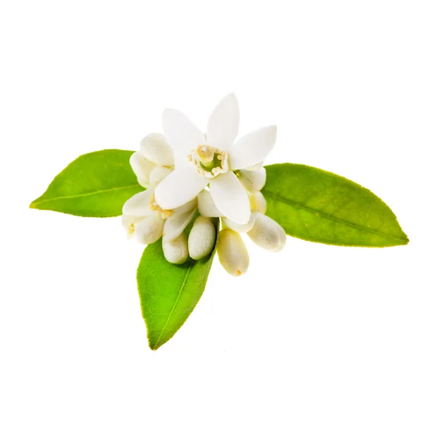 Jasminblüten Mit Grünen Blättern Isoliert Auf Weißem Hintergrund Stockbild