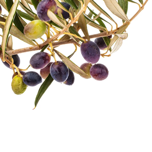 Zweig Mit Blättern Und Dunklen Oliven Isoliert Auf Weißem Hintergrund Stockbild