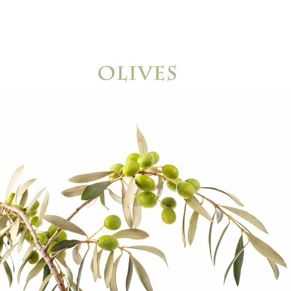Olivenzweige Mit Olivenbuchstaben Isoliert Auf Weißem Hintergrund lizenzfreie Stockbilder