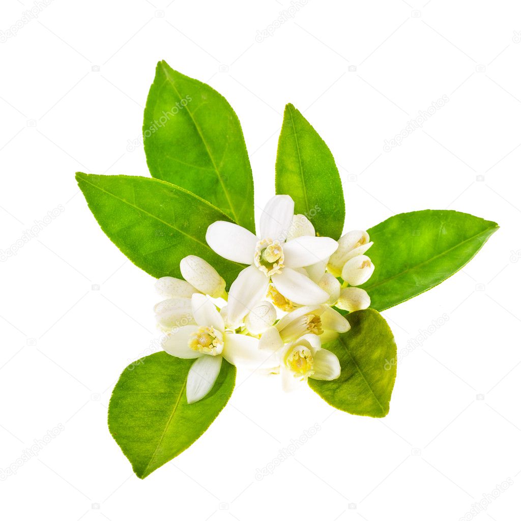 jasmine flowers with green leaves isolated on white background
