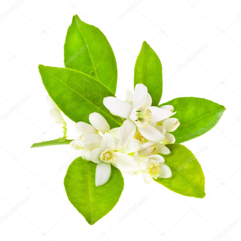 jasmine flowers with green leaves isolated on white background