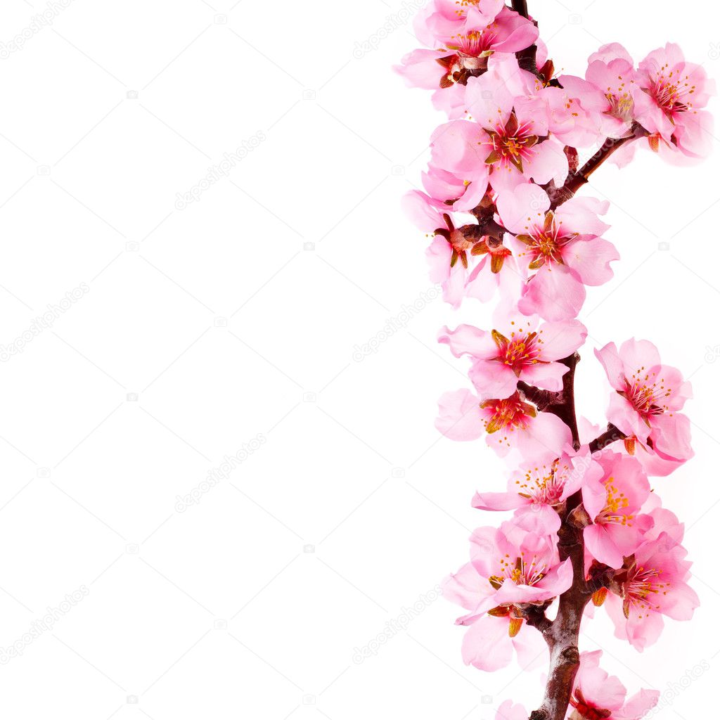 sakura branch with blooming flowers isolated on white background