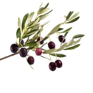 zeytin ağacı dalı