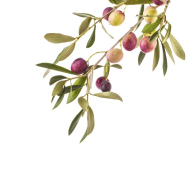 zeytin ağacı dalı