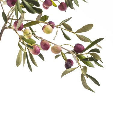 zeytin ağacı dalı