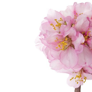 Badem çiçeği bahar