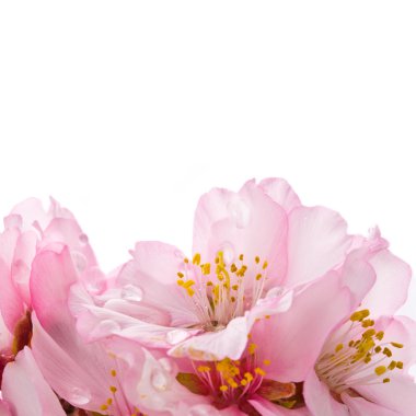 Badem çiçeği bahar