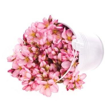 Badem çiçeği beyaz kova