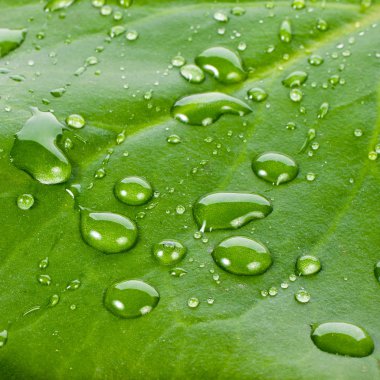 Su damlalı yaprak