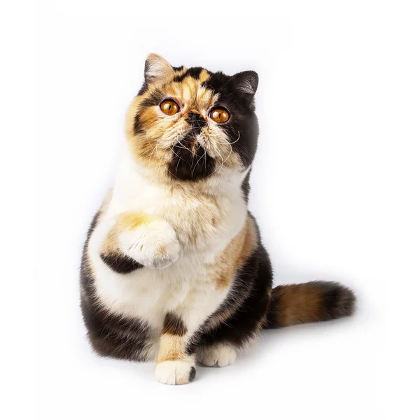 Kočka kaliko na bílém pozadí — Stock fotografie
