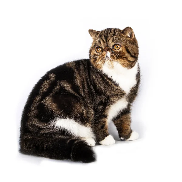 Exotická krátkosrstá kočka — Stock fotografie