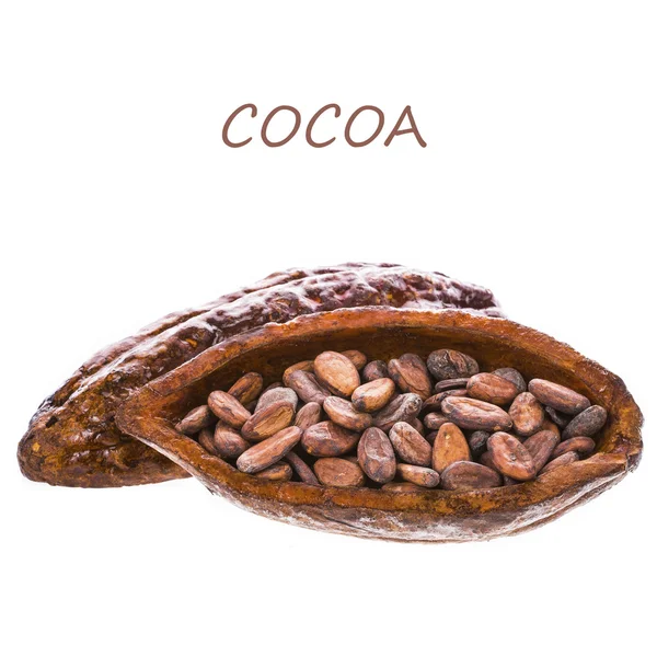 Cocoa fruit and beans — Stock Photo, Image